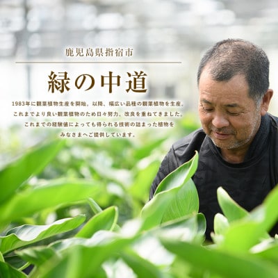 【観葉植物】モンステラ60cm～80cm(014-1485)