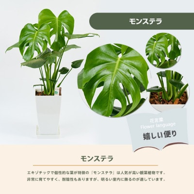 【観葉植物】モンステラ60cm～80cm(014-1485)