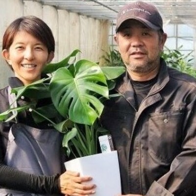 【観葉植物】モンステラ7号鉢(緑の中道)A-205