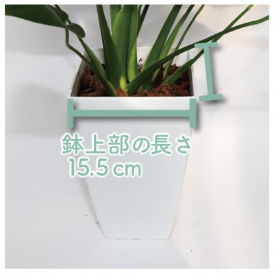 【観葉植物】モンステラ60cm～80cm(014-1485)