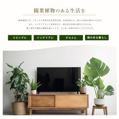 【観葉植物】モンステラ60cm～80cm(014-1485)