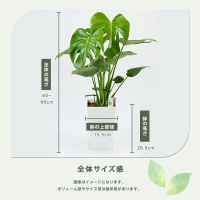 【観葉植物】モンステラ60cm～80cm(014-1485)