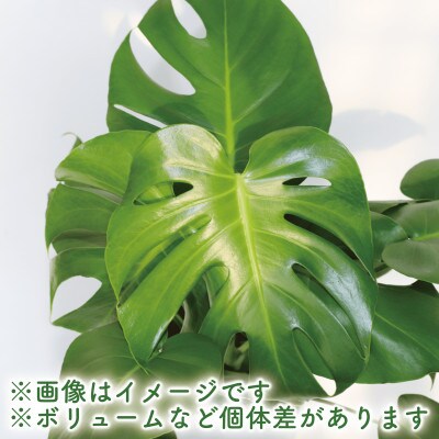 【観葉植物】モンステラ60cm～80cm(014-1485)
