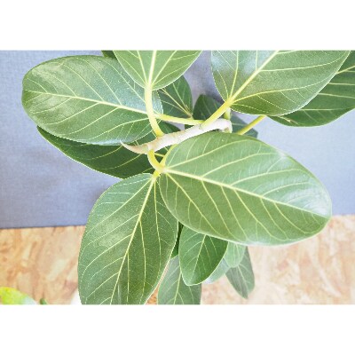 【観葉植物】フィカス・ベンガレンシス(ベンガルボダイジュ)7号鉢(弓指園芸)A-255
