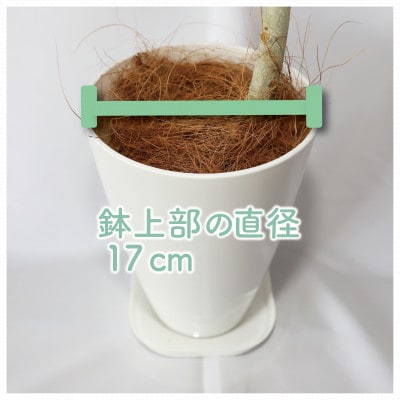 【観葉植物】フィカス・ベンガレンシス(ベンガルボダイジュ)70cm～90cm(014-1460)