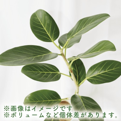 【観葉植物】フィカス・ベンガレンシス(ベンガルボダイジュ)70cm～90cm(014-1460)