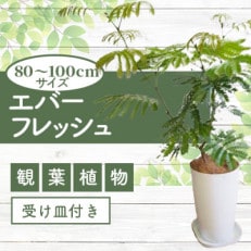 5月~発送【観葉植物】エバーフレッシュ7号鉢(014-1373)