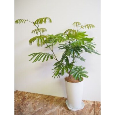 観葉植物 エバーフレッシュ7号鉢 弓指園芸 A 256 お礼品詳細 ふるさと納税なら さとふる 観葉植物 エバーフレッシュ7号鉢 弓指園芸 A 256 お礼品詳細 ふるさと納税なら さとふる