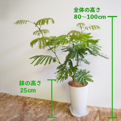 5月～発送【観葉植物】エバーフレッシュ7号鉢(014-1373)