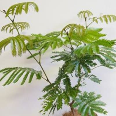 5月～発送【観葉植物】エバーフレッシュ7号鉢(014-1373)
