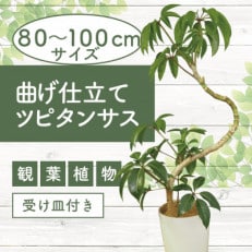 3月～発送【観葉植物】曲げ仕立てツピタンサス80cm～100cm(弓指園芸/014-1355)