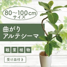 4月~発送【観葉植物】曲がりアルテシーマ80cm~100cm(014-1503)