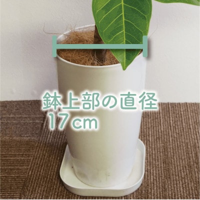 4月～発送【観葉植物】曲がりアルテシーマ80cm～100cm(014-1503)