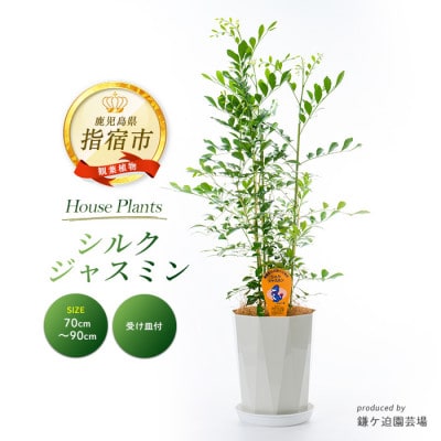 【観葉植物】シルクジャスミン70cm～90cm(IB086-005)