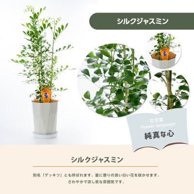 【観葉植物】シルクジャスミン70cm～90cm(IB086-005)