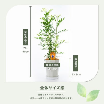 【観葉植物】シルクジャスミン70cm～90cm(IB086-005)