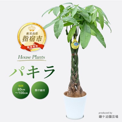 【観葉植物】パキラ 80cm～100cm (016-1446)