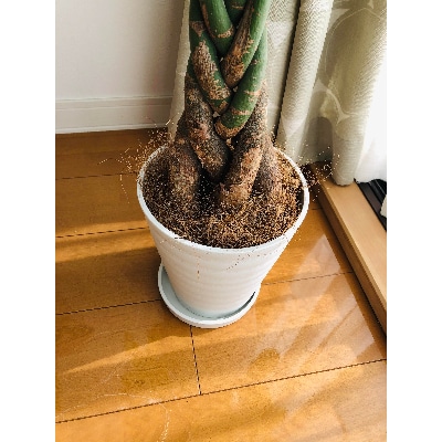【観葉植物】パキラ7号(鎌ヶ迫園芸場)T-036