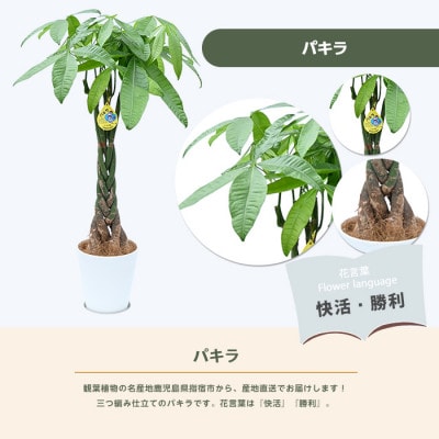 【観葉植物】パキラ 80cm～100cm (016-1446)