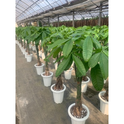 【観葉植物】パキラ7号(鎌ヶ迫園芸場)T-036