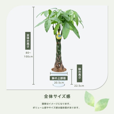 【観葉植物】パキラ 80cm～100cm (016-1446)