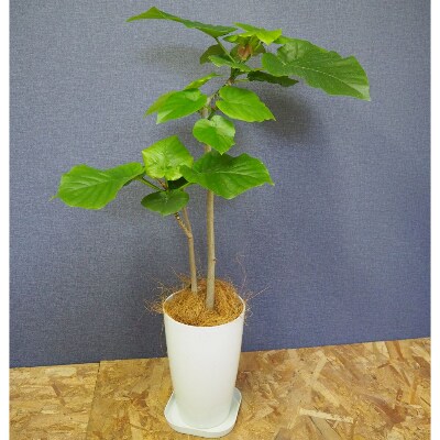 観葉植物 2本立ちウンベラータ 7号鉢 弓指園芸 T 041 お礼品詳細 ふるさと納税なら さとふる 観葉植物 2本立ちウンベラータ 7号鉢 弓指園芸 T 041 お礼品詳細 ふるさと納税なら さとふる