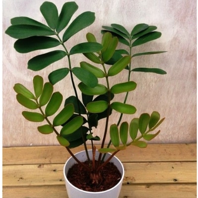 観葉植物】ザミアプミラ 5号鉢 別名メキシコソテツ(014-1404) | お礼品