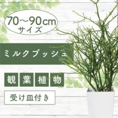 4月上旬～発送【観葉植物】ミルクブッシュ 7号鉢(014-1483)