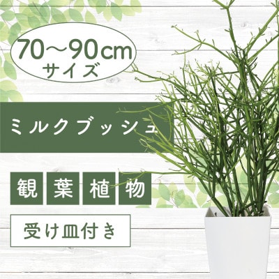 光触媒　人工観葉植物　フェイクグリーン　フレッシュマネーツリー 90父の日