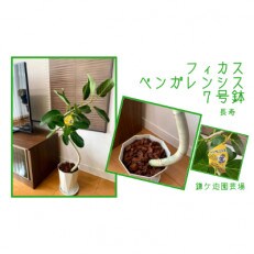 【観葉植物】フィカス・ベンガレンシス 7号曲がり(T-038) | ふるさと納税のお礼品