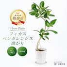 【観葉植物】フィカス・ベンガレンシス曲がり70cm～90cm(014-1466)