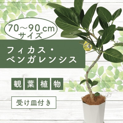 【観葉植物】フィカス・ベンガレンシス曲がり70cm～90cm(014-1466)