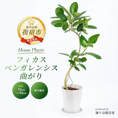 【観葉植物】フィカス・ベンガレンシス曲がり70cm～90cm(014-1466)