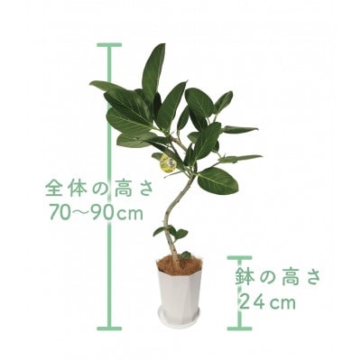 観葉植物】フィカス・ベンガレンシス曲がり70cm～90cm(014-1466