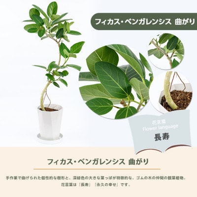 【観葉植物】フィカス・ベンガレンシス曲がり70cm～90cm(014-1466)