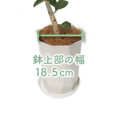 【観葉植物】フィカス・ベンガレンシス曲がり70cm～90cm(014-1466)