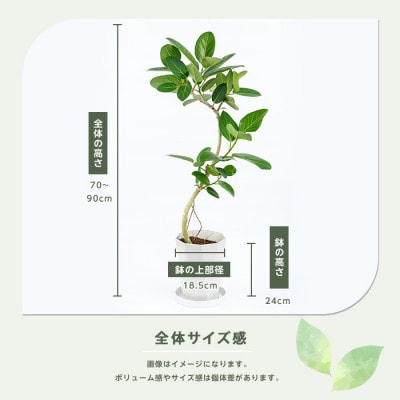 【観葉植物】フィカス・ベンガレンシス曲がり70cm～90cm(014-1466)