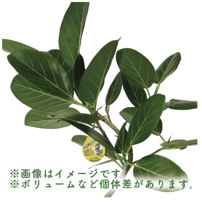 【観葉植物】フィカス・ベンガレンシス曲がり70cm～90cm(014-1466)