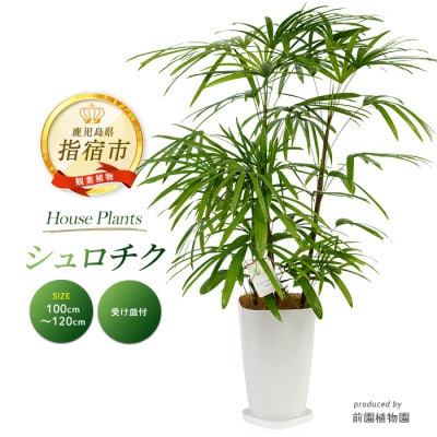 【観葉植物】シュロチク100cm～120cm(035-1419)