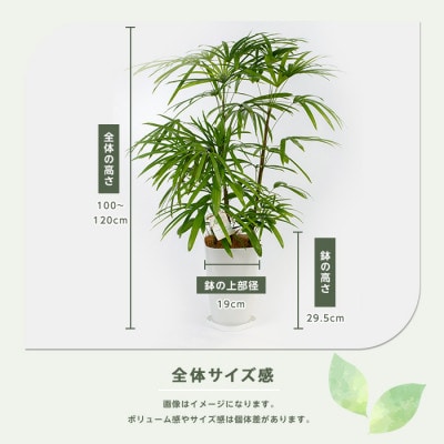 【観葉植物】シュロチク100cm～120cm(035-1419)