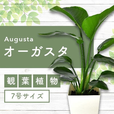 観葉植物オーガスタ7号鉢高さ110cm【全国送料無料】