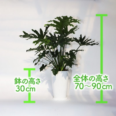 【観葉植物】セローム70cm～90cm(025-1994)