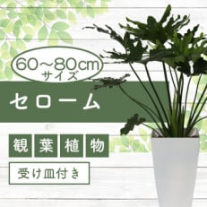 【観葉植物】セローム60cm～80cm(014-1429)