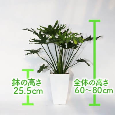 【観葉植物】セローム60cm～80cm(014-1429)
