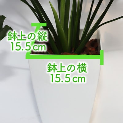 【観葉植物】セローム60cm～80cm(014-1429)