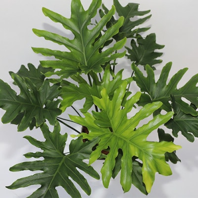 【観葉植物】セローム60cm～80cm(014-1429)