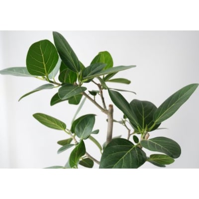 【観葉植物】ベンガレンシス  7号鉢 (024-128)