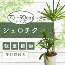 【観葉植物】シュロチク 70～90cm(A-246)