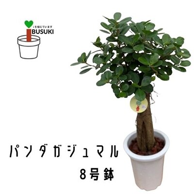 観葉植物 パンダガジュマル（アクタスの鉢付き）