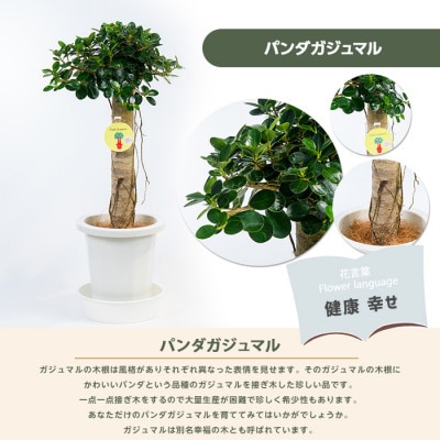 【観葉植物】パンダガジュマル75cm～85cm(055-1452)